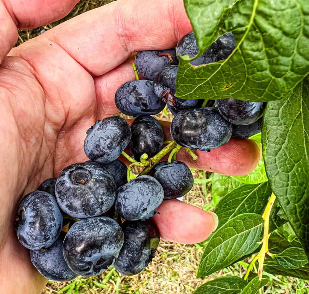 Fresh blueberries on the bush.